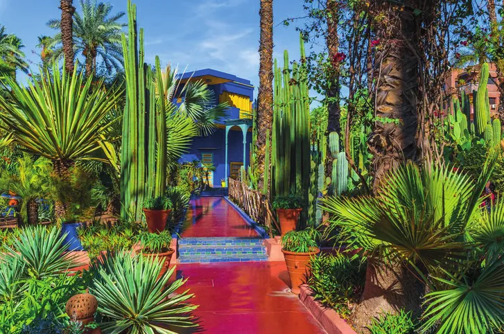 The Majorelle garden, its cacti and blue walls